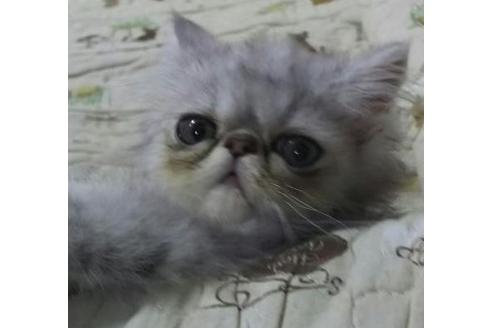 成約済の愛知県のエキゾチックショートヘア-2880の1枚目